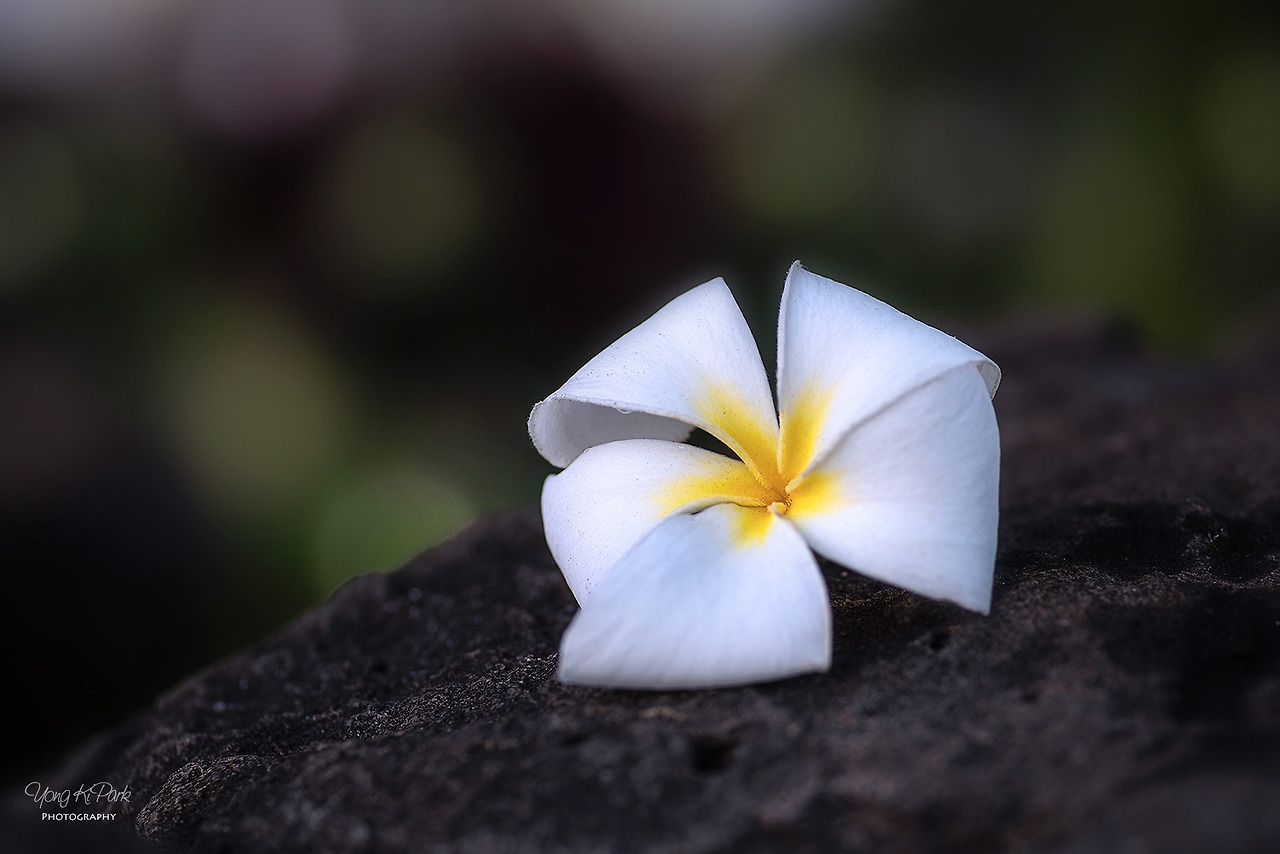 116_2798-s-Hawaii-오아후에서 만난 꽃-3.jpg