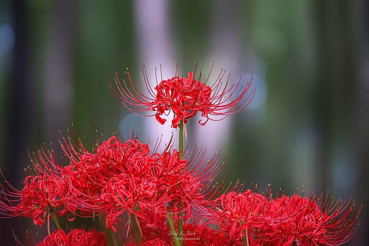 132_2885-88-st-m-s-Feelings of autumn-12.jpg