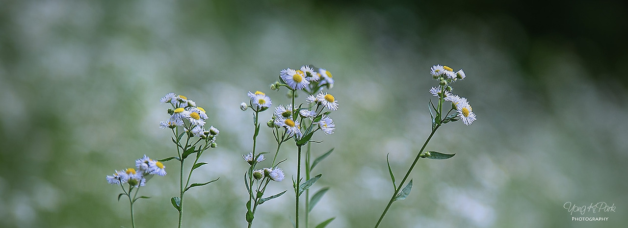 117_3034-c-s-Garden of June-14.jpg