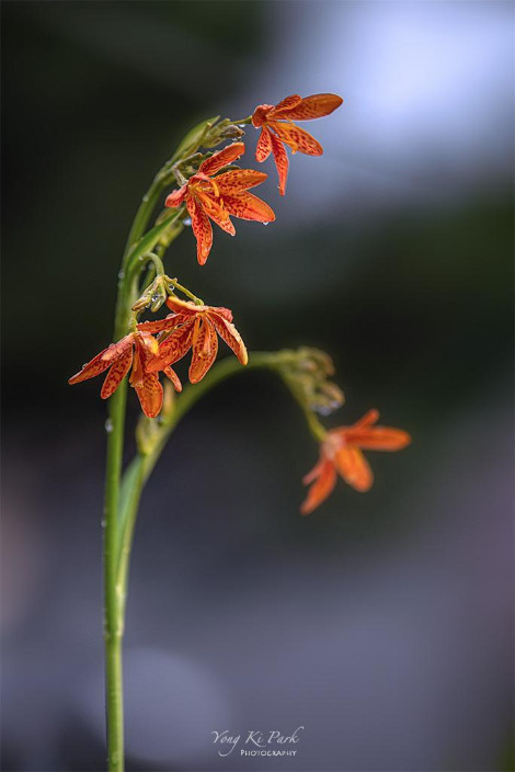 119_3170_71-st-s-Poetic summer-18.jpg