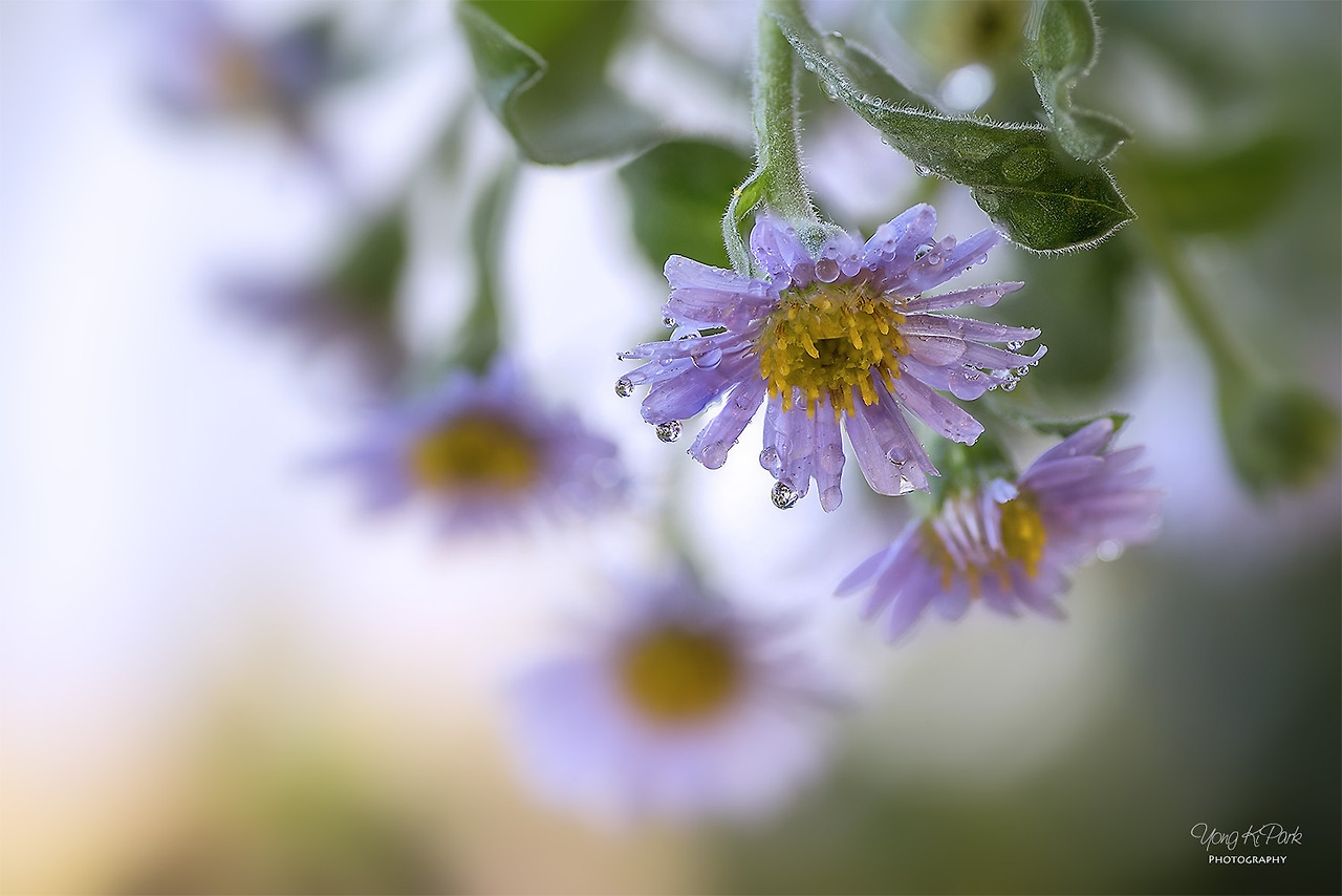 111_9383-94-st-s-Scent of life in October-2.jpg