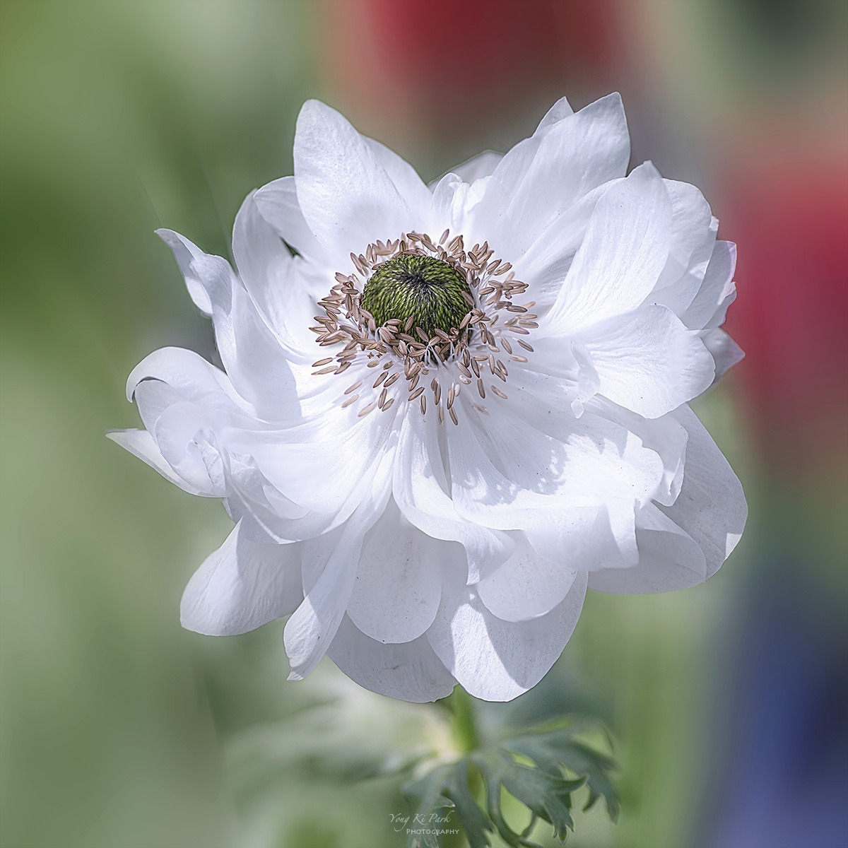 134_3086-90-st-c-s-Spring that came to me-41.jpg