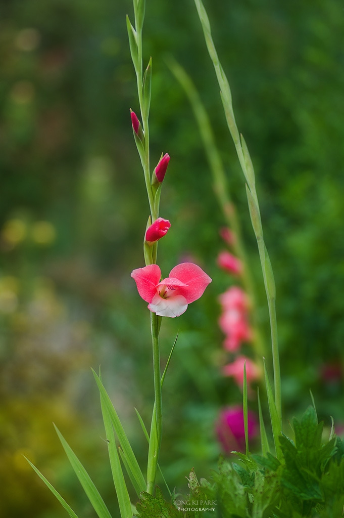 306_5335-s-In the garden of Monet - 13 - Gladiolas.jpg