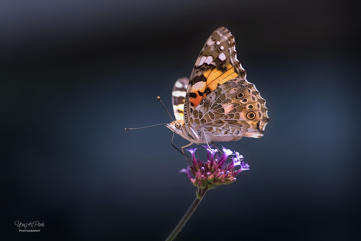 114_5925-s-AF-A beauty of summer-2.jpg