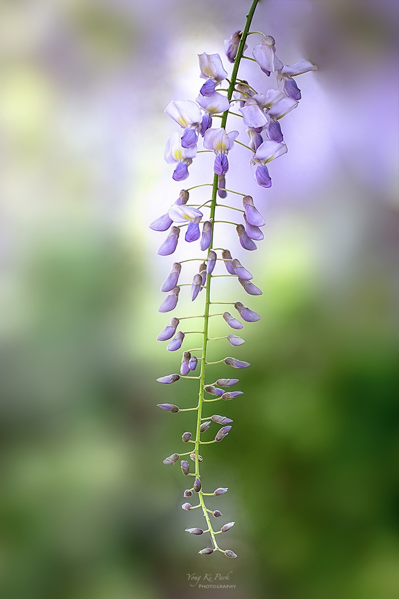 130_0075-77-st-2-s-Spring dream-2024-8-1.jpg