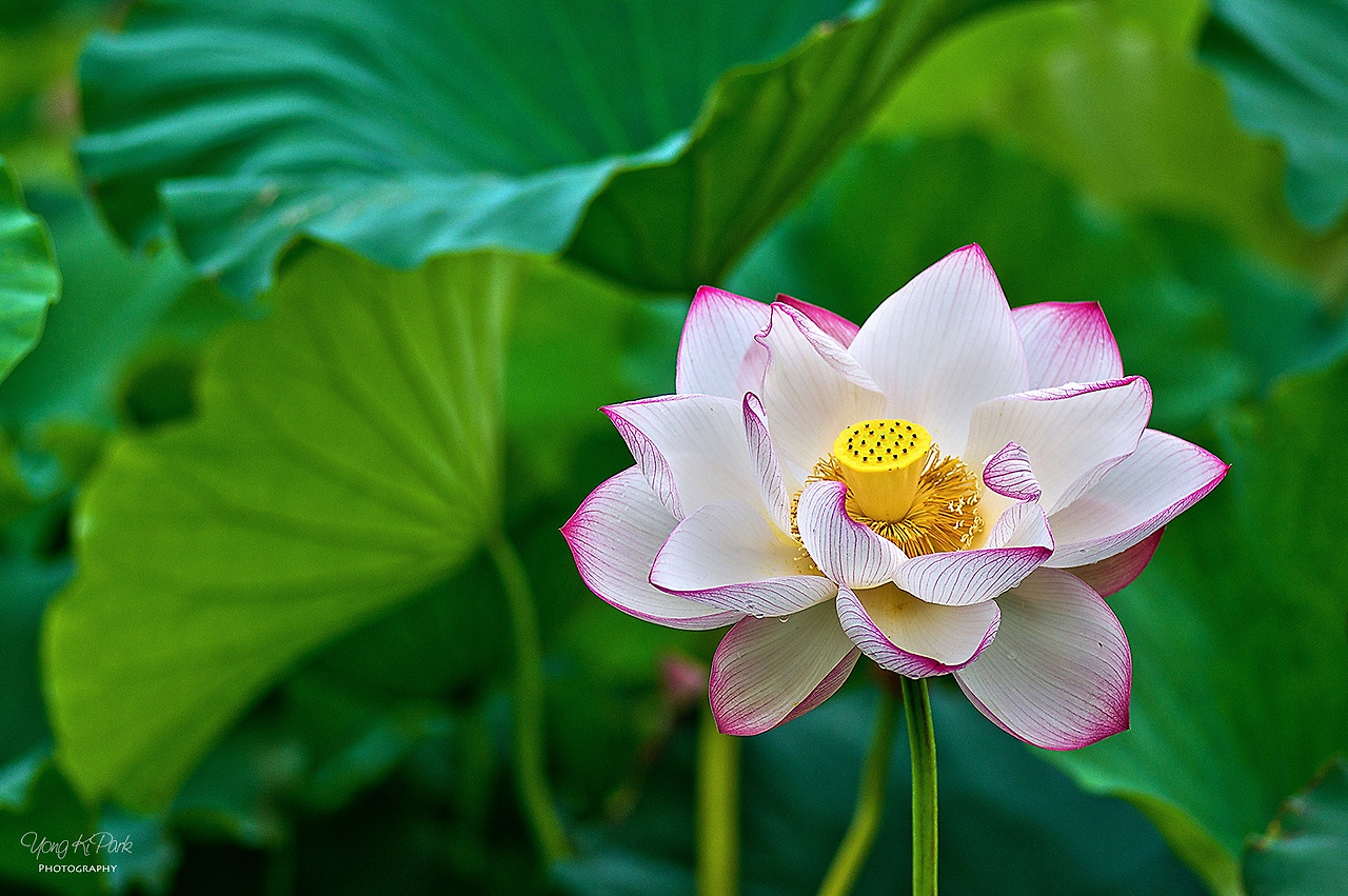 303_3491-s-Stretching in the morning.jpg