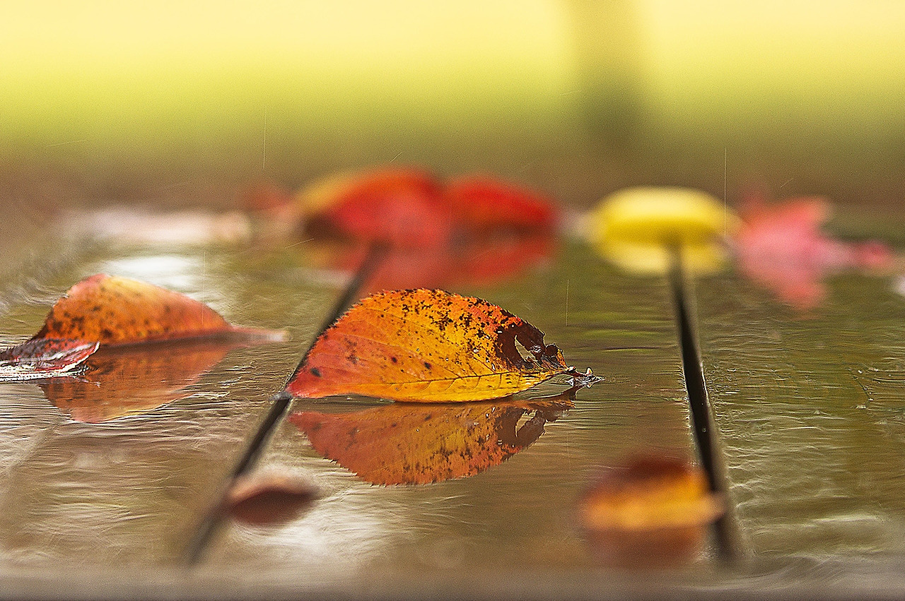 303_8984-s-Autumn Rain  .jpg