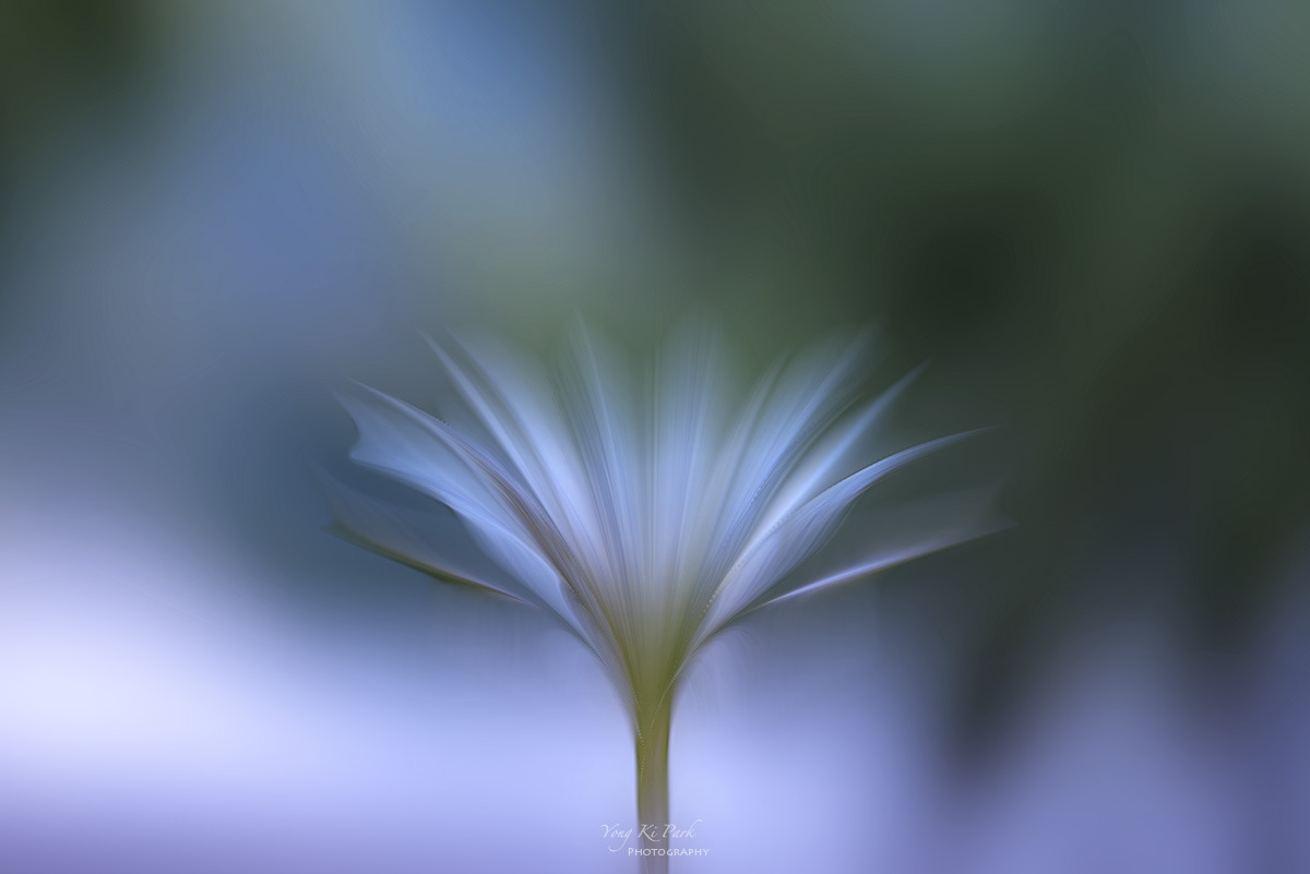 126_4803-F-m-s-Floral abstract-53-2023 summer story-2-1.jpg