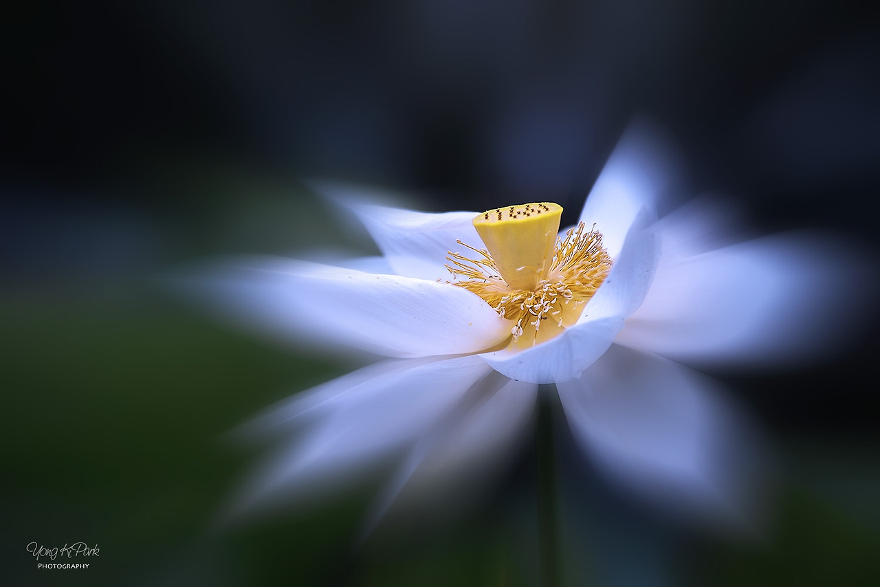 114_4396_97-st-m-2-s-Variations on the theme of summer-3.jpg