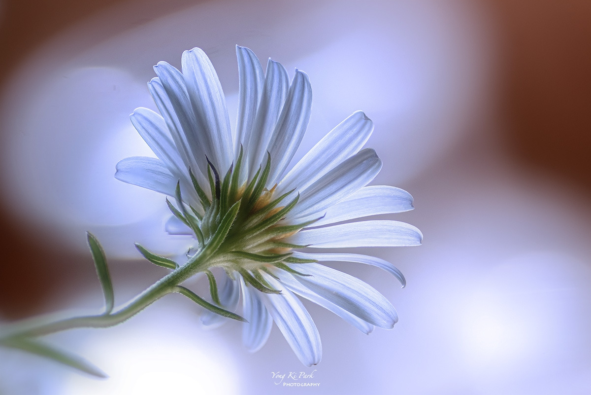 127_4318-23-st-s-Autumn garden-16-2.jpg