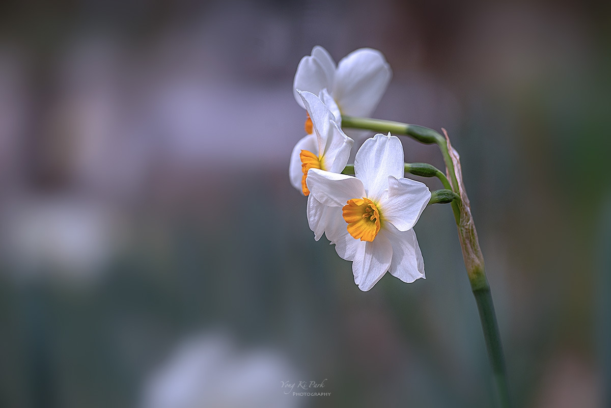 129_4862-66-st-s-Spring spring 2024-20-2.jpg