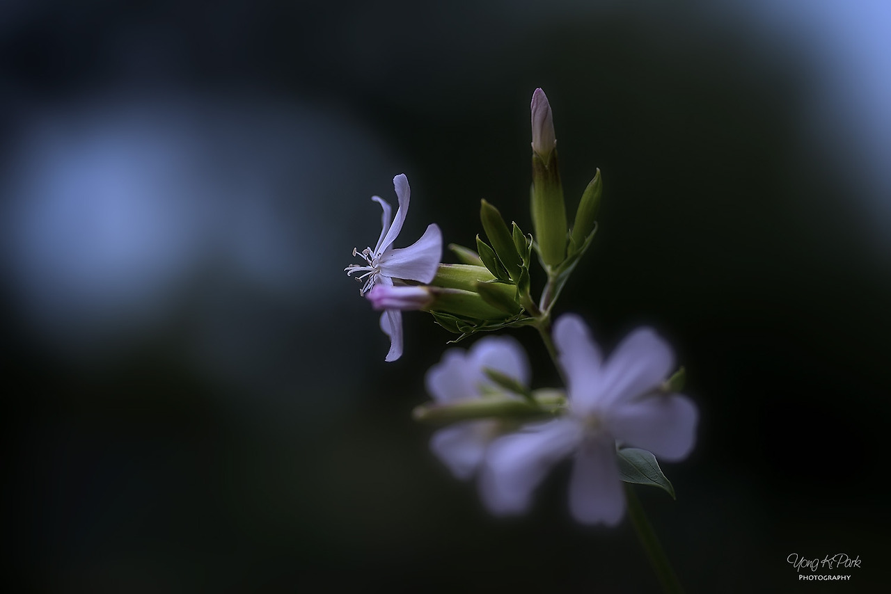 114_2705-s-At the summer garden-5.jpg