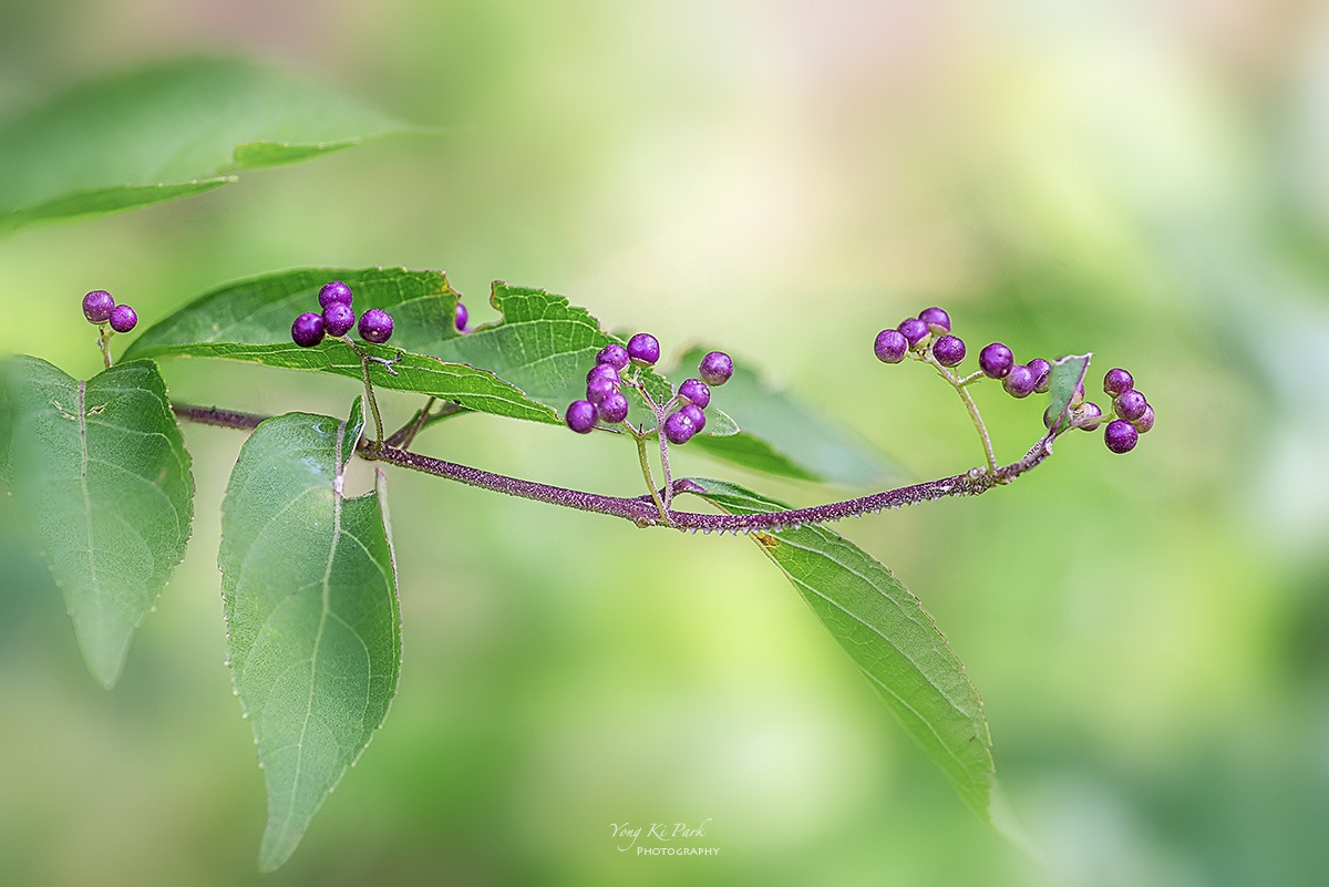 132_3519-23-st-s-A poem of autumn-5.jpg