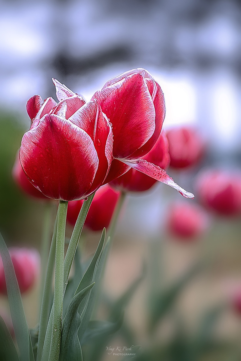 129_7787-95-st-s-Tulip 2024-5-1.jpg