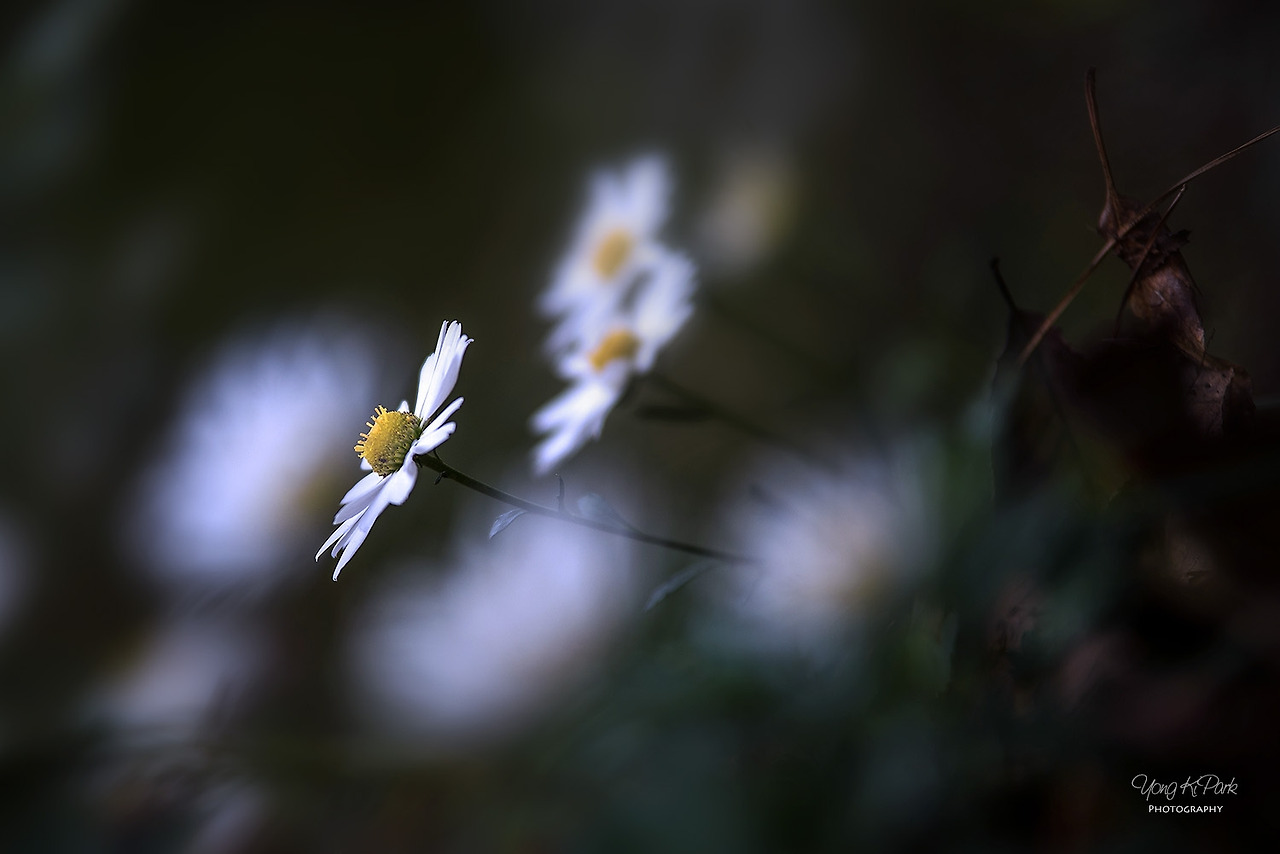 115_4081-s-A precious moment of autumn-22.jpg