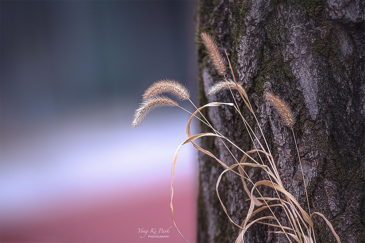 120_3064_65-st-s-Winter forest-8.jpg