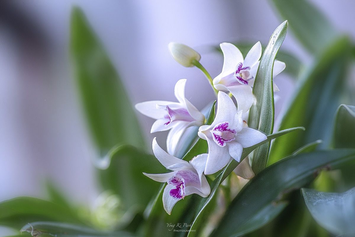 124_0109-118-st-s-Dreaming flowers-9.jpg