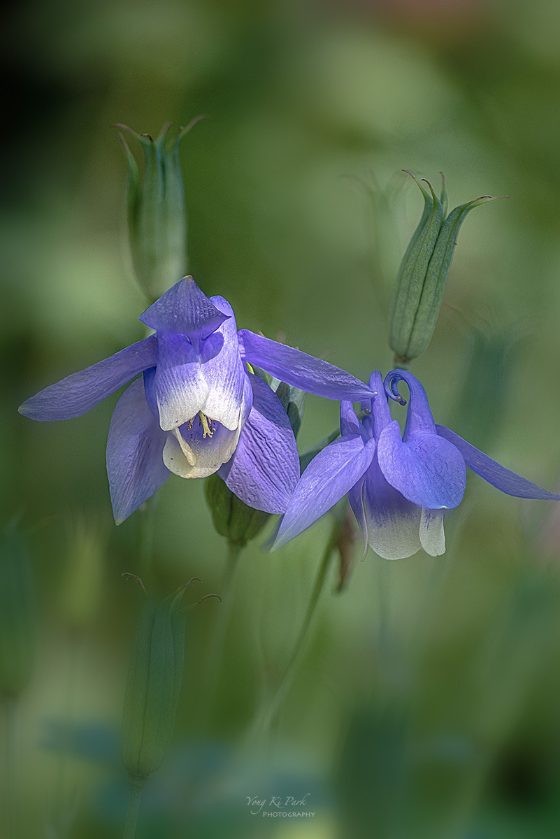 135_7548-53-st-s-Whadam forest-3.jpg