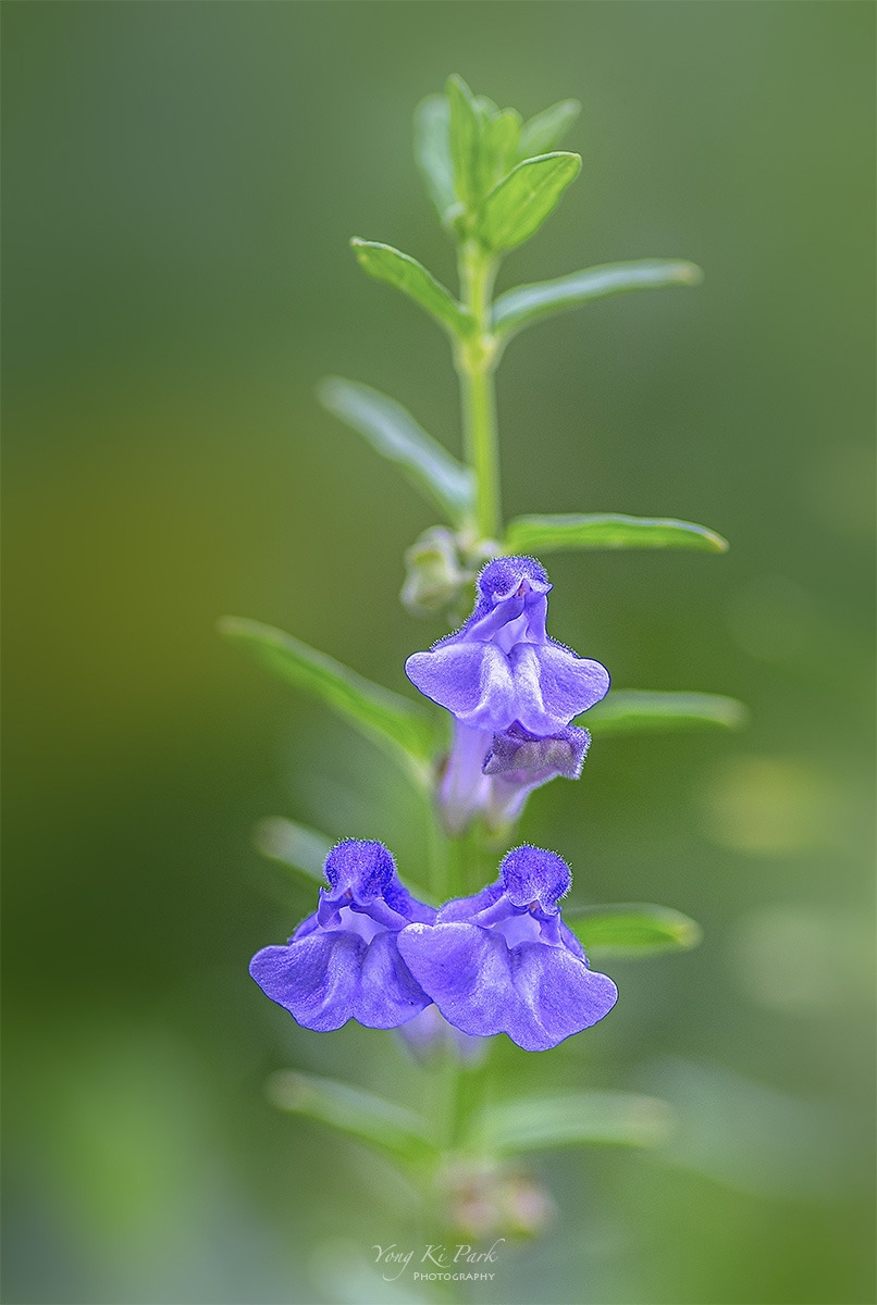 121_8216-17_19-20-st-s-Summer garden-32-2.jpg