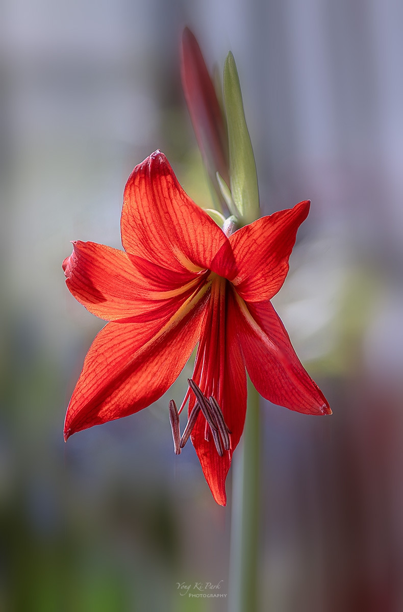 129_8720-28-st-m-s-Spring dream-10.jpg