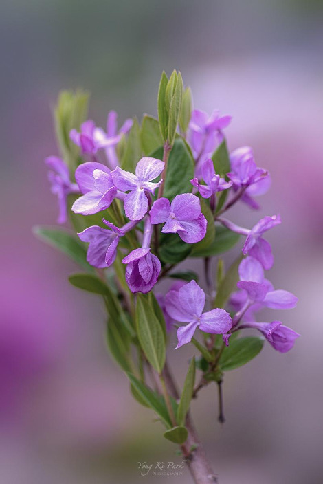 121_2582-s-So spring has come and is going-13.jpg