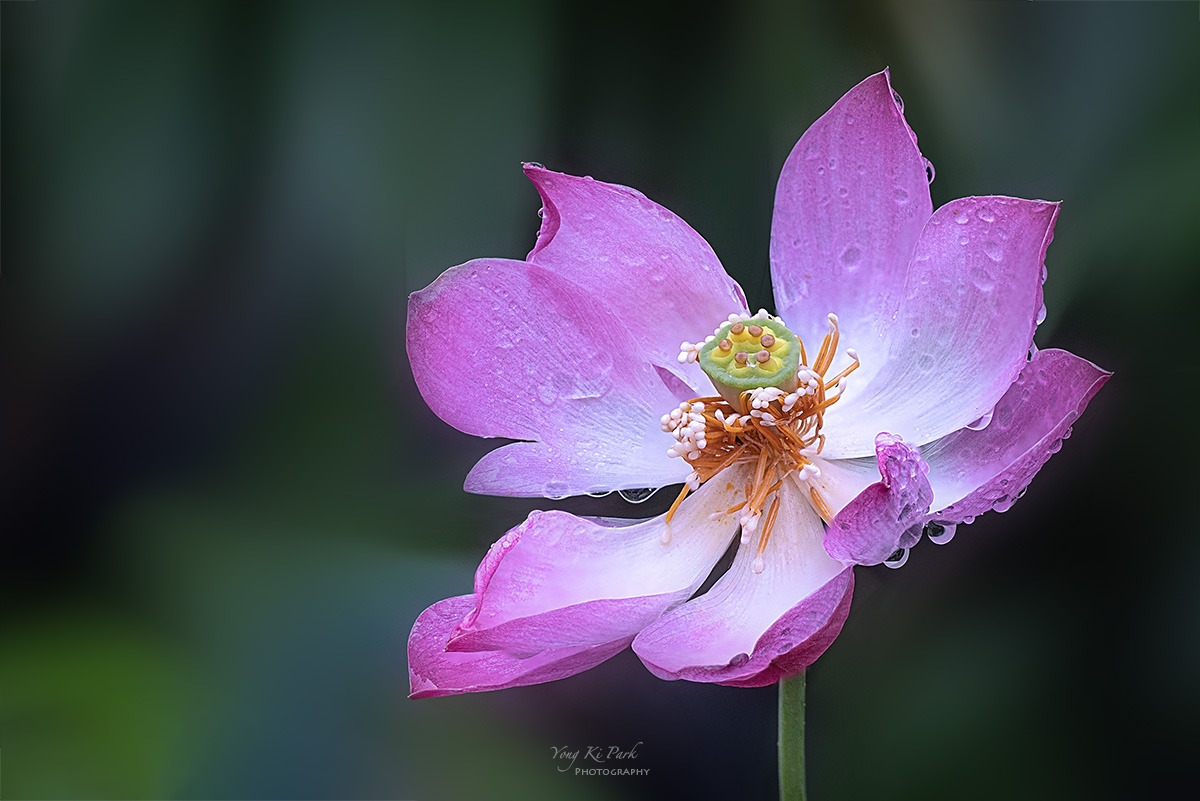 131_2519-28-st-s-Summer 2024-1.jpg