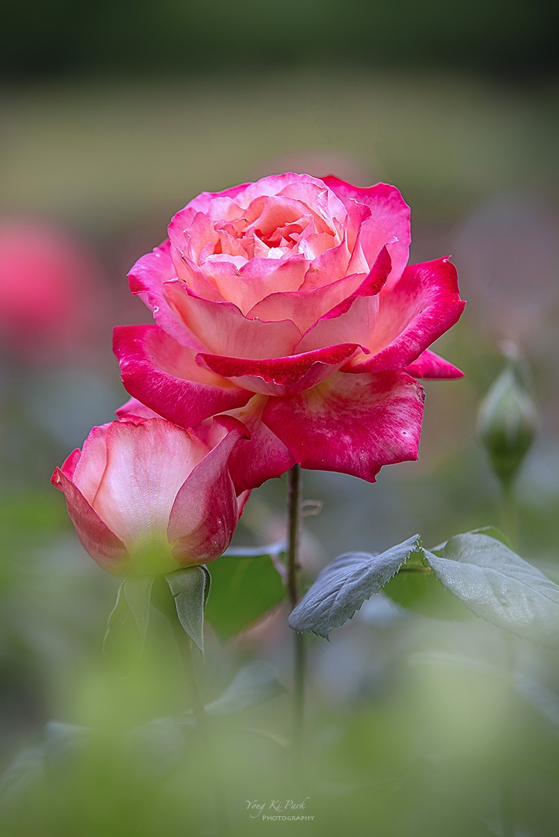 130_3993-95-st-s-At the arboretum-4.jpg