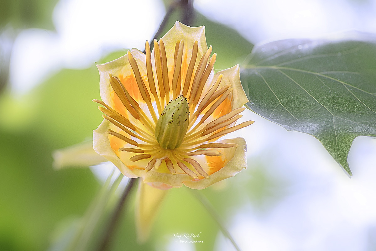 130_6528-33-st-s-A garden walk-2024-12-2.jpg