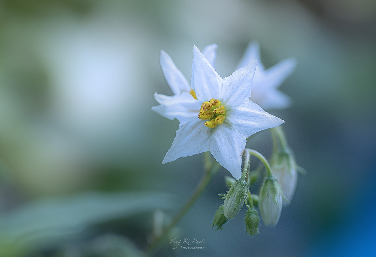 122_0191-92-st-c-s-Summer garden-39.jpg