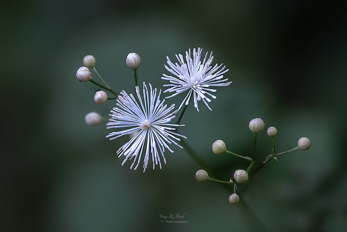 137_4010-16-st-s-Autumnal lyricism-5.jpg