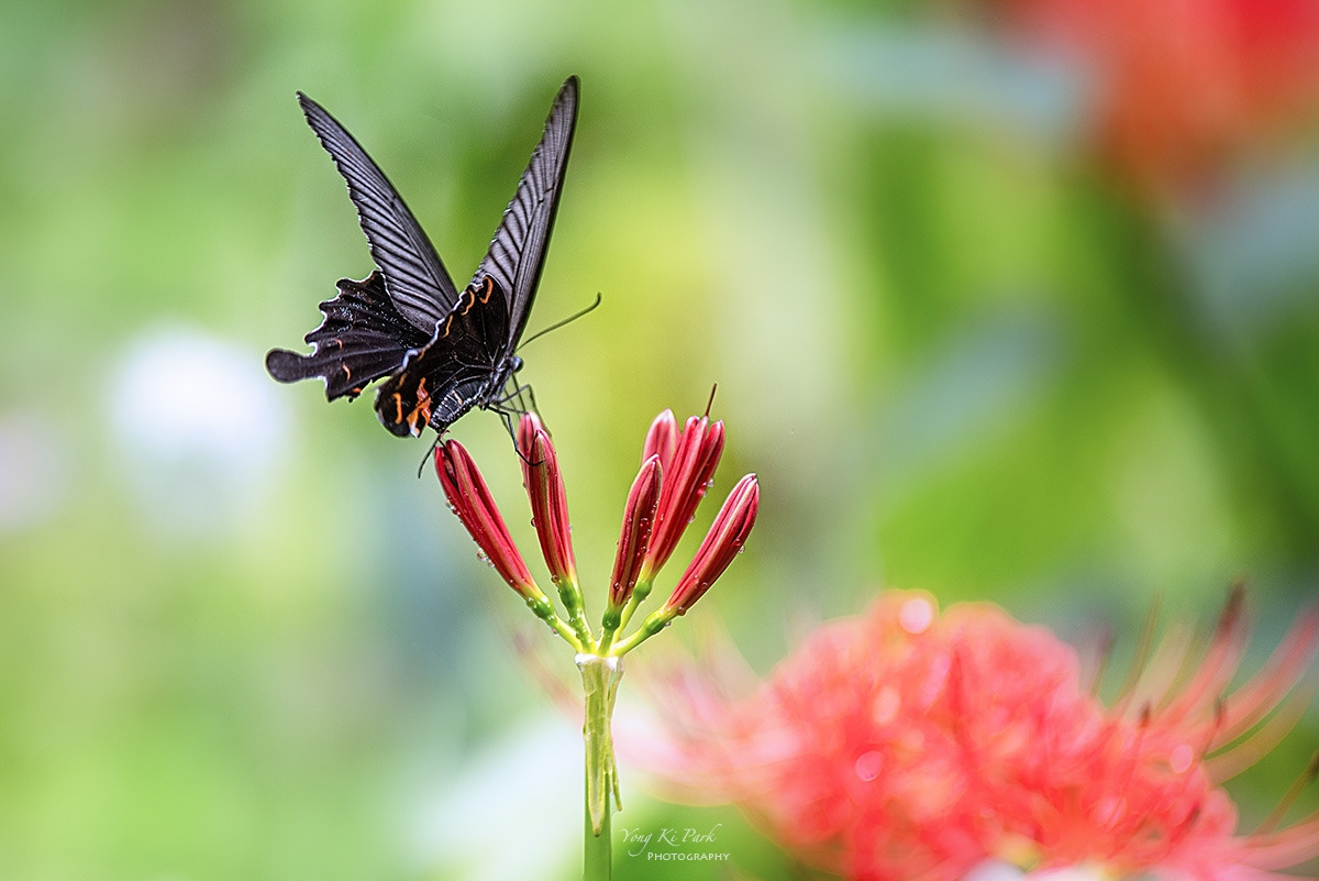 127_1108-F-s-Red spider lily-1.jpg