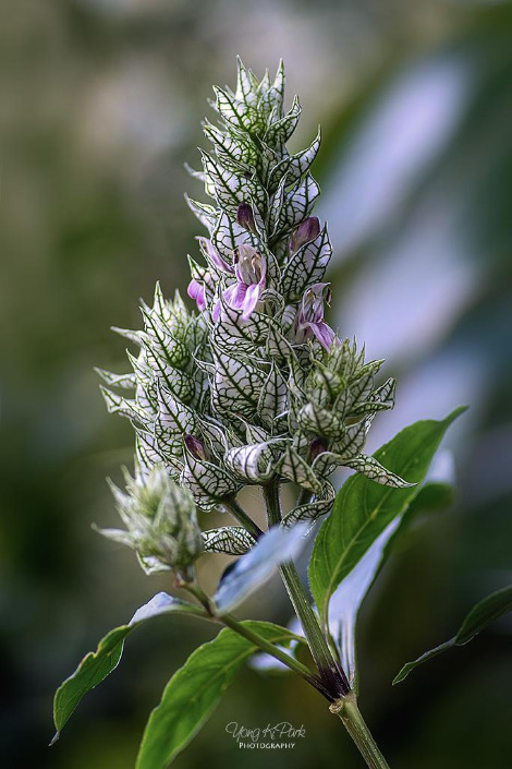 116_2202-s-Hawaii-마우이에서 만난 꽃-9.jpg