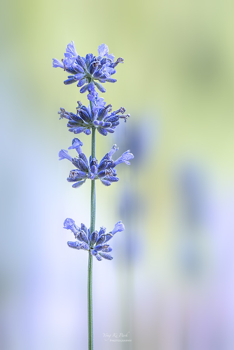 136_5252-56-st-m-s-Sleep in the garden-12.jpg