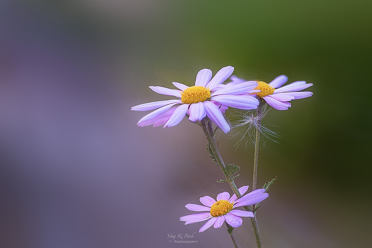 127_5786-93-st-s-Autumn in flowers-2.jpg