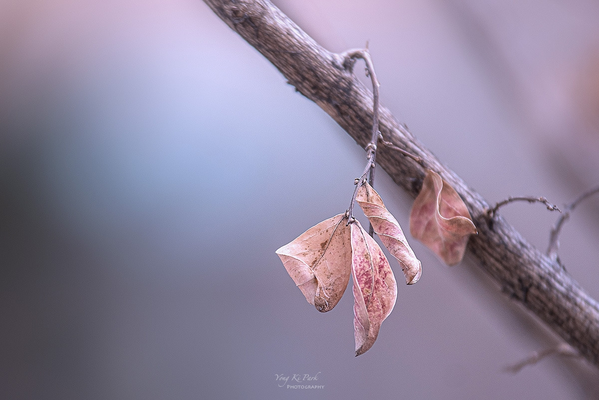 123_7127-F-s-Winter life-9.jpg