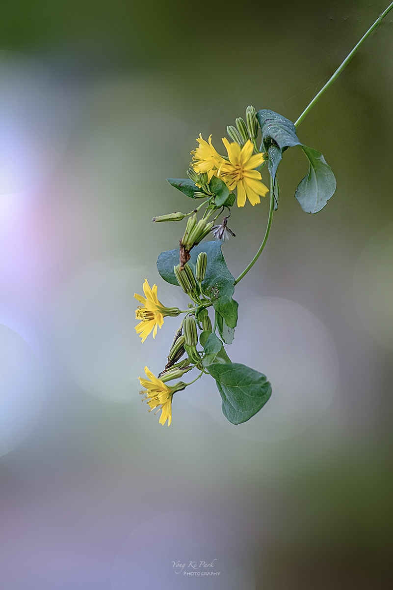 132_4692-99-st-sA poem of autumn-17.jpg