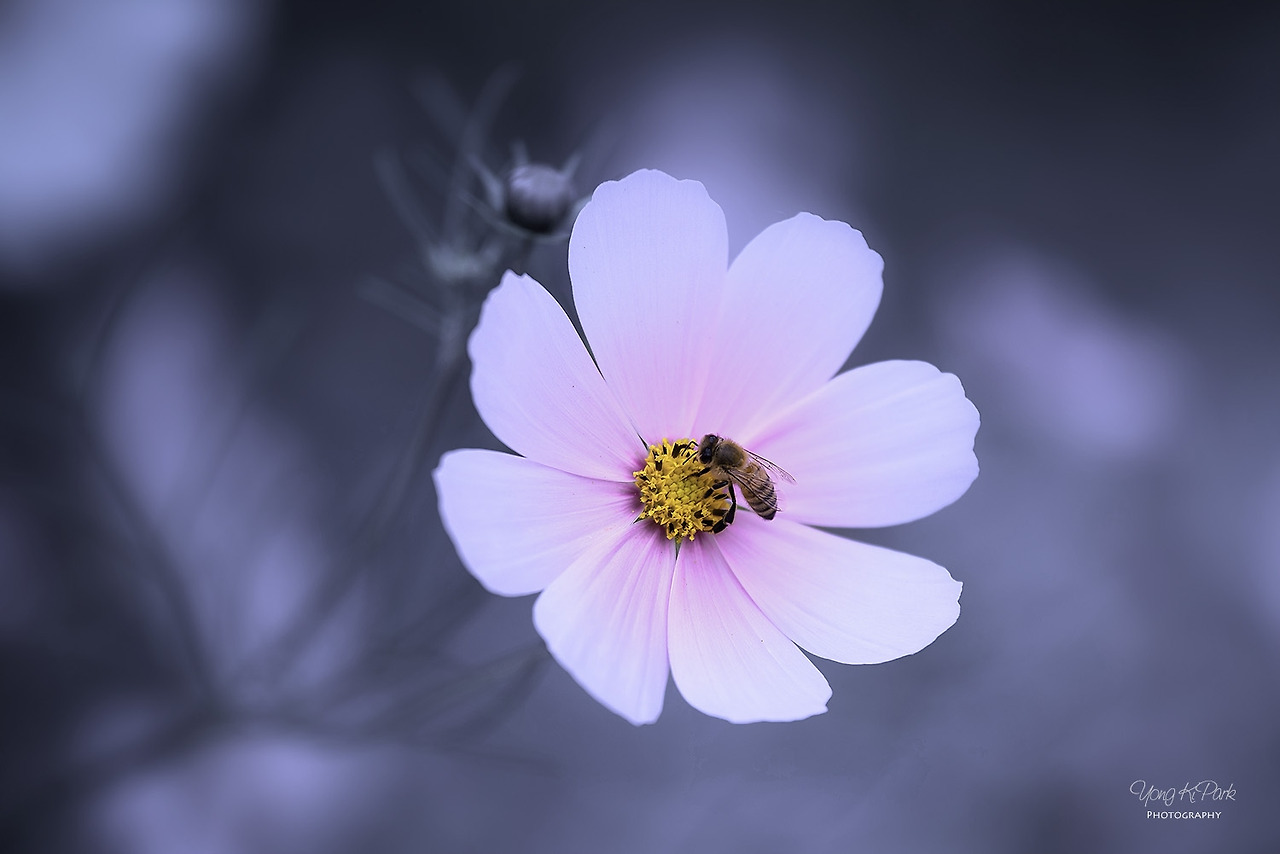 115_4386-m-1-s-A precious moment of autumn-26.jpg