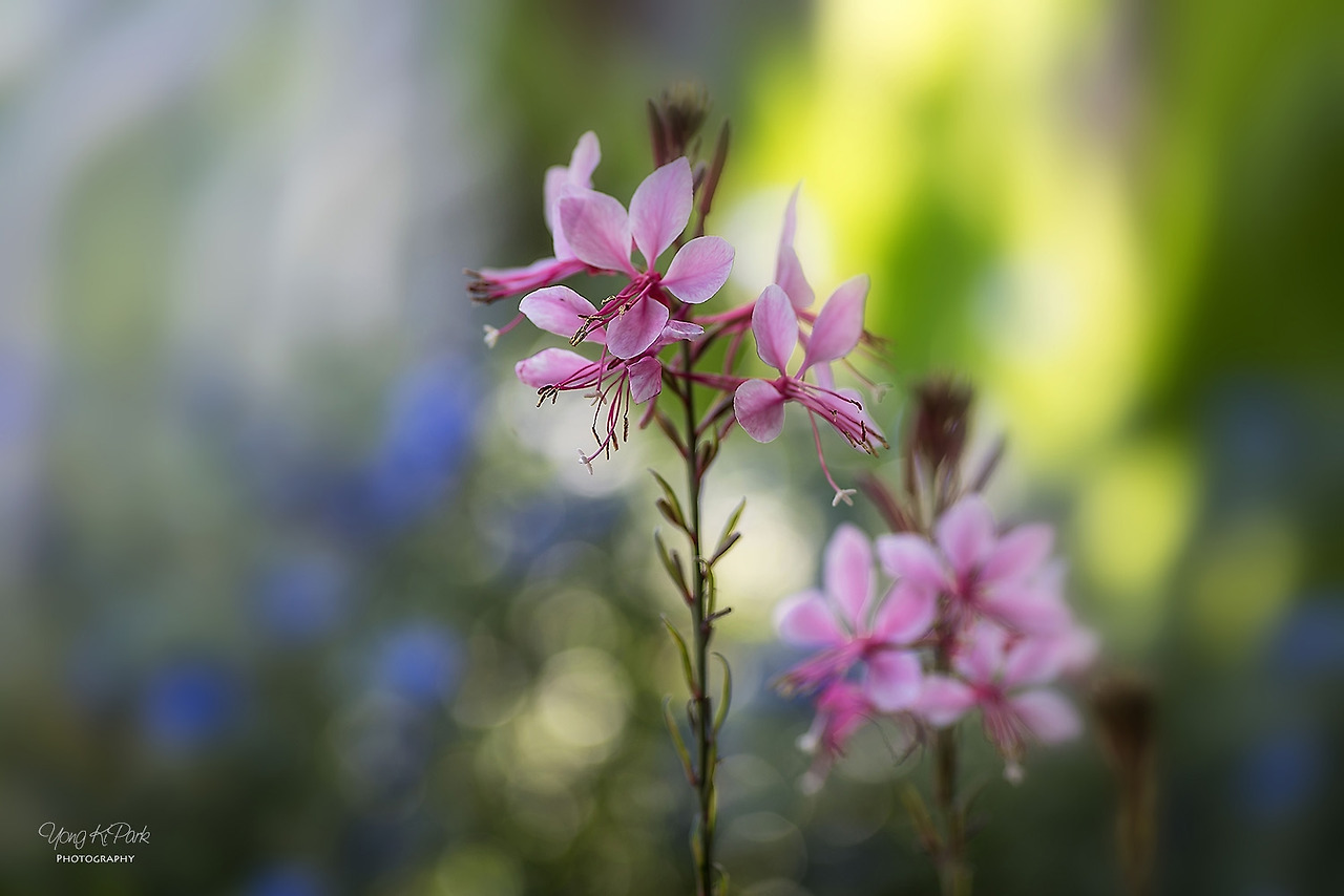 111_4538-s-Flowers surviving in hot summer-5.jpg