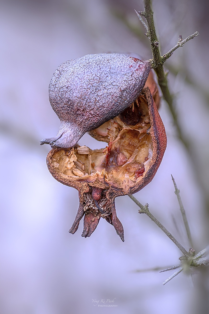 133_8904-11-st-s-What winter left behind-1.jpg