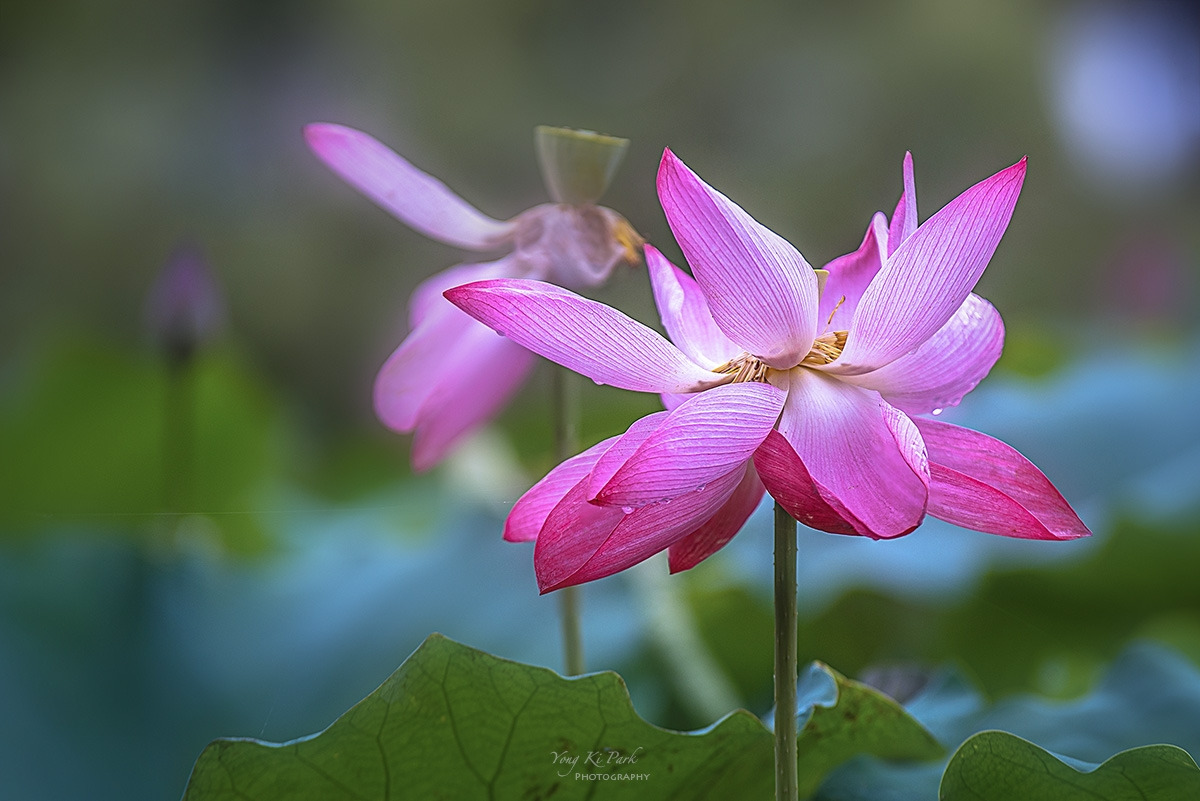 126_5517-19-st-s-A rainy day-8.jpg