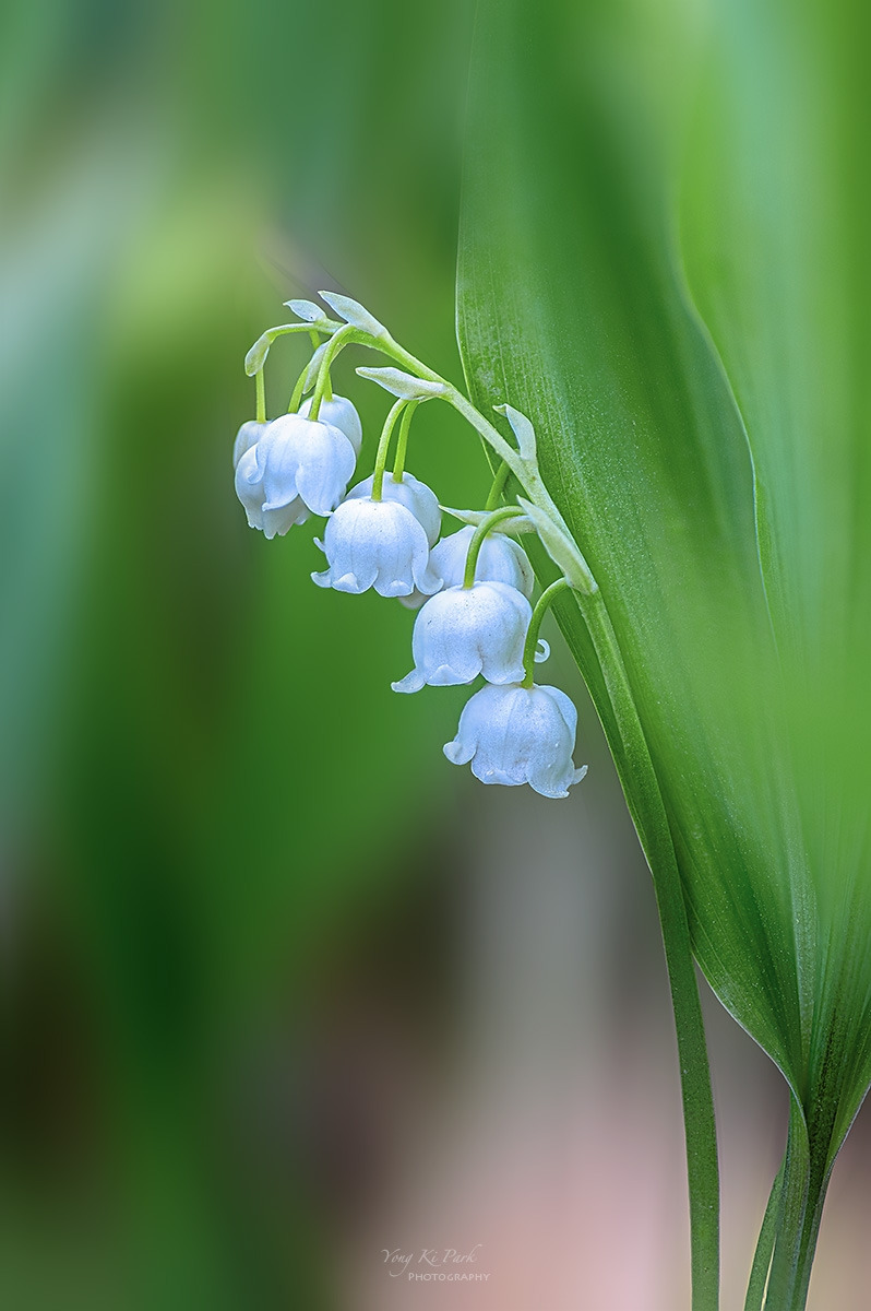 135_4621-26-st-s-Spring that came to me-46.jpg