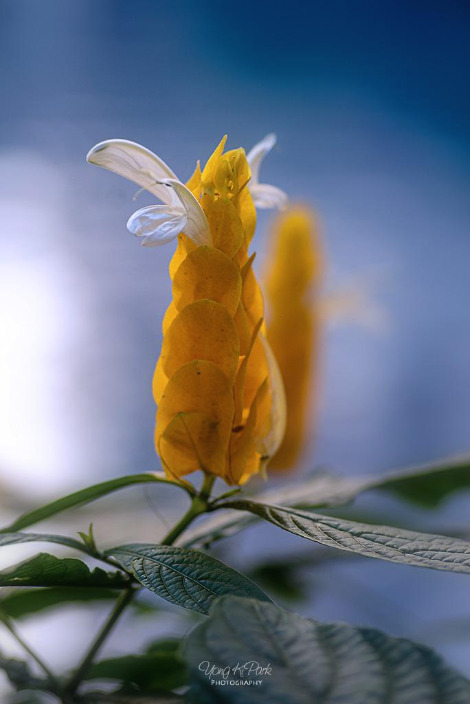 116_2363-s-Hawaii-마우이에서 만난 꽃-7.jpg