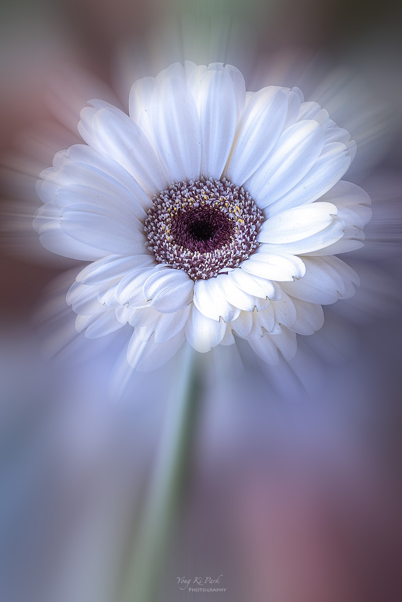 123_9945-51-st-m-s-Dreaming flower-3-2.jpg