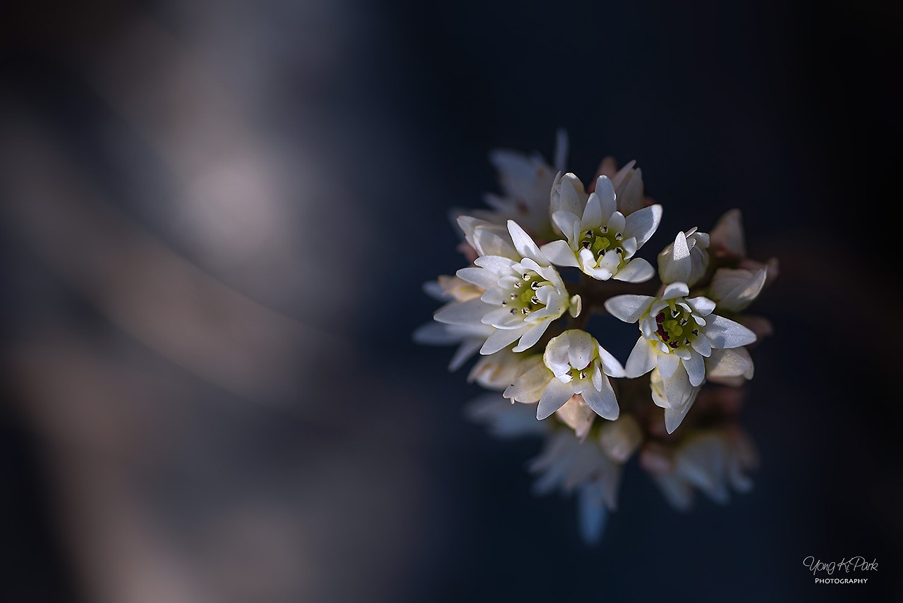 116_6252-s-Spring is there-20.jpg