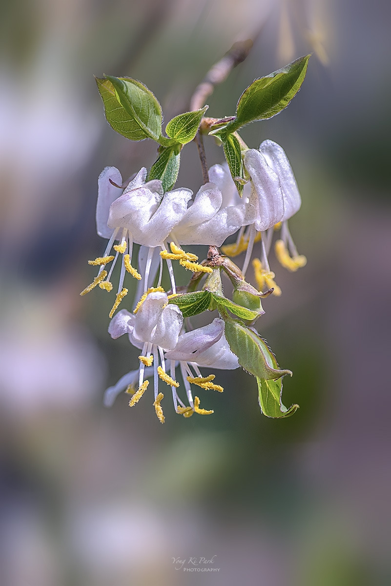 134_6097-6103-st-s-Spring that came to me-15.jpg