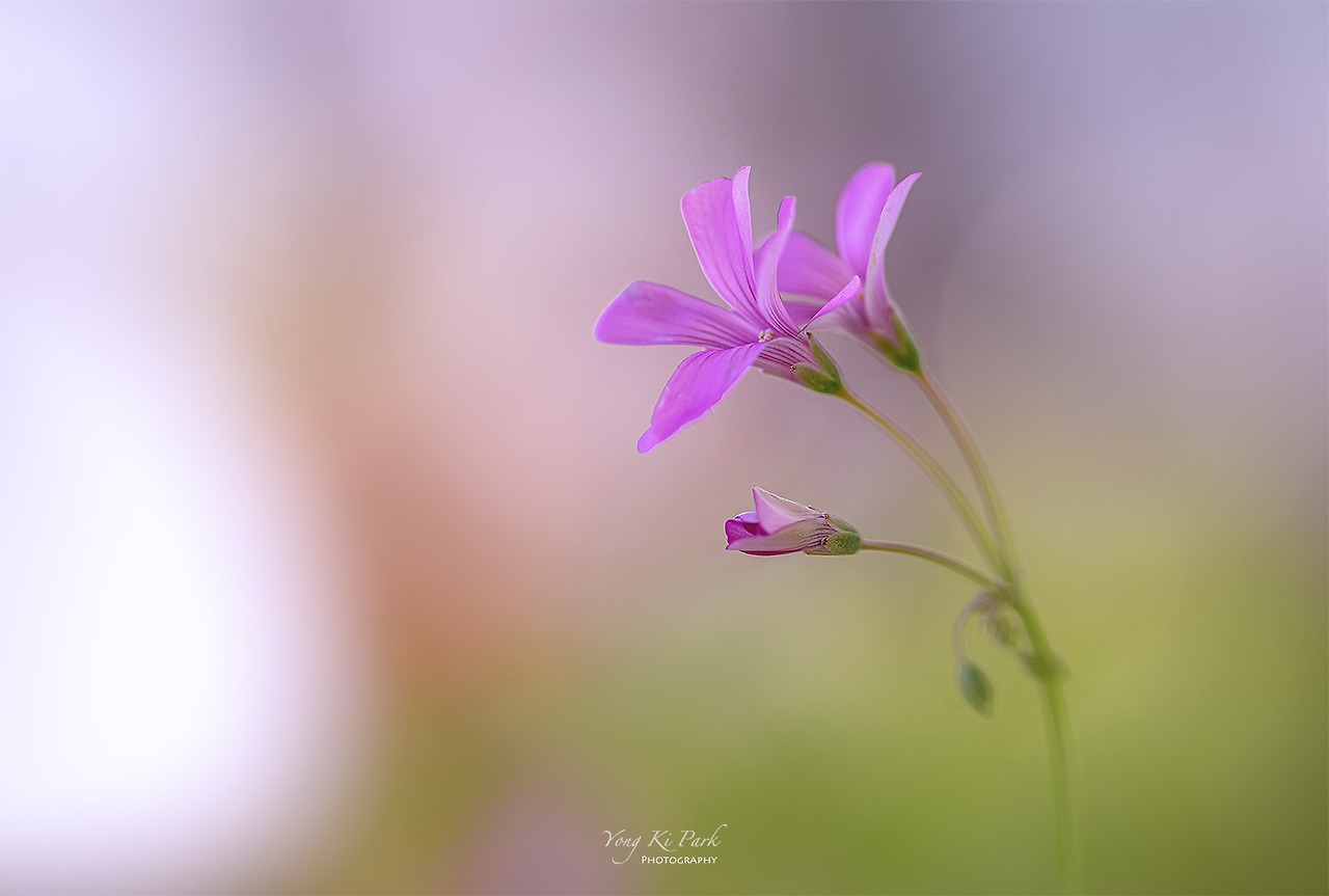 120_3535_34-st-s-Spring in my balcony-6.jpg