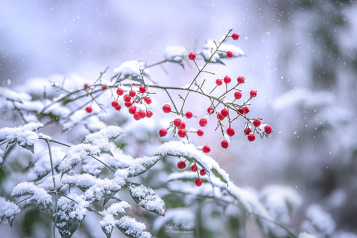 133_5903-08-st-m-s-Winter story-6.jpg