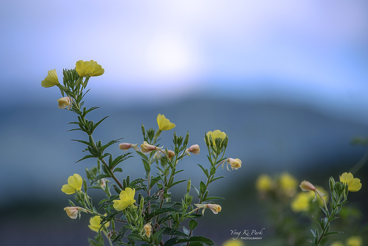119_4825-s-The summer in Muju-5-1.jpg
