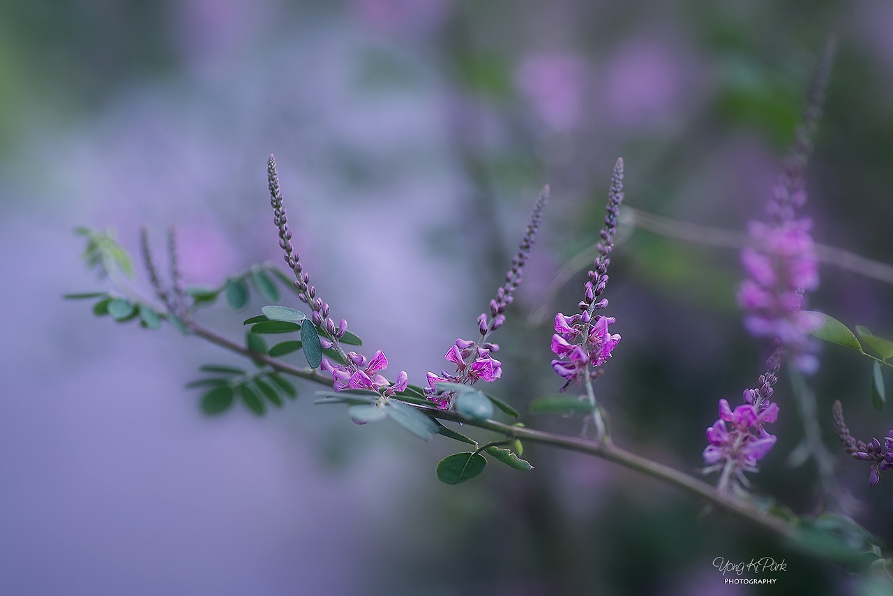 114_3425-s-Some small beauty of the summer morning-2.jpg