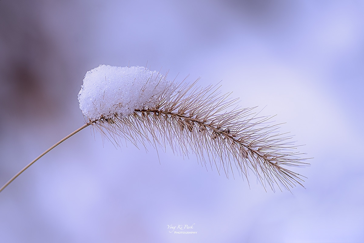 127_8835-37-st-s-Snowy day-1.jpg